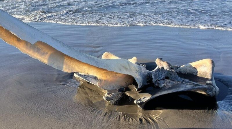 skull of a giant sea creature